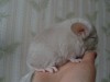 1 мес