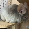 Шая