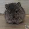 Кути