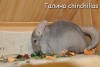 Апполония