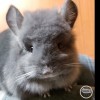 Иммануил Гидеонович