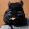Черный Корсар Свит Хэппи