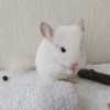 Хейс