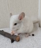 2 мес.