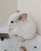 2 мес.