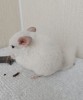 2 мес.