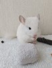 2 мес.