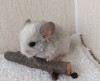 1 мес