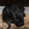 Поршик