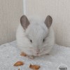 Клай