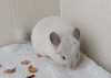 5 мес