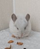 5 мес