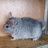 АнвИ  ВиЛен