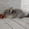 Шаня_КХ