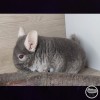 Мир Мелави