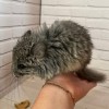 Зафер МХ