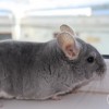 Скиф