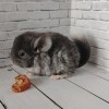 Эльза_нРекс_КХ