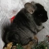 Клубника