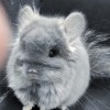 Кот Свит Хэппи