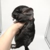 4 мес