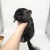 4 мес
