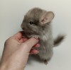 1,5мес 