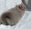 2мес 