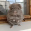 3 мес