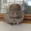3 мес