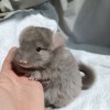 2мес 