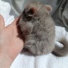 2мес 