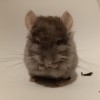 3 мес