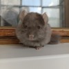 3 мес