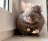 Мика