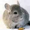 Лола