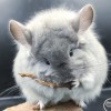 1Валькирия Свит Хэппи