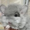 Каталея