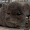 Марик