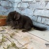 Ойче нРекс Шуш