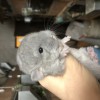 3 нед