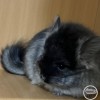 Рози