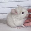 Валенсия МХ