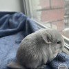 Изабель 