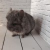 Юкки_нРекс_КХ