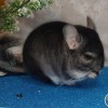 Спайси