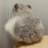 Павловния