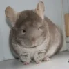 Жасмин
