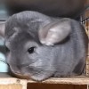 Севара из Стрелецкого дома