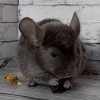 Виноград МХ